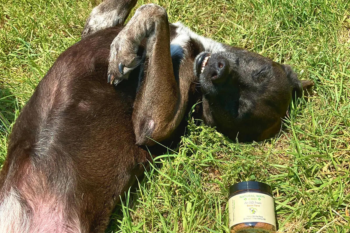 dog rolling in grass with natural ways cbd bacon flavored cbd pet treats