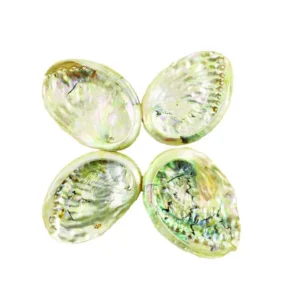 Threaded Abalone Shells